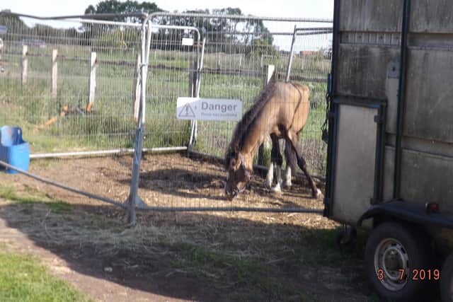 Davina Leedham has been convicted of two counts of causing unnecessary suffering to a total of 13 horses. Photo: RSPCA