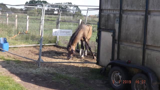 Davina Leedham has been convicted of two counts of causing unnecessary suffering to a total of 13 horses. Photo: RSPCA