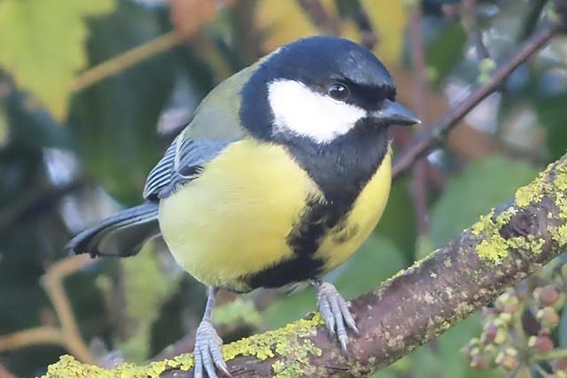 This great shot of a great tit was taken by David Hodgkinson by the canal in Cossall.