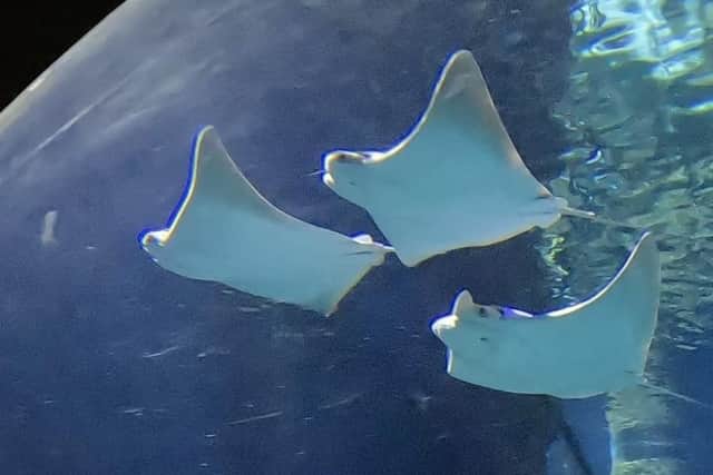 Three   Cownose Rays  have been introduced into the  tropical waters of  Skegness Aquarium.