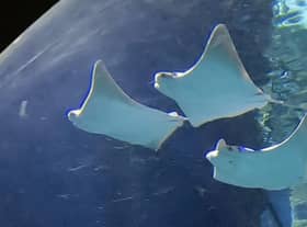 Three   Cownose Rays  have been introduced into the  tropical waters of  Skegness Aquarium.