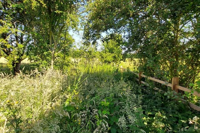 The biodiversity area at the new Potterhanworth development.