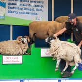 Warren Calitz, a sheep shearer from South Africa entertains the crowd with the The Sheep Show.