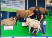 Warren Calitz, a sheep shearer from South Africa entertains the crowd with the The Sheep Show.