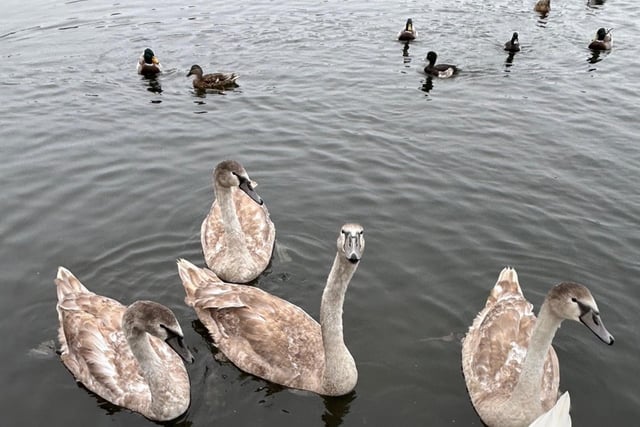 The swans are out and about in this charming photo snapped by Anne Keep at Sandhill Lake.