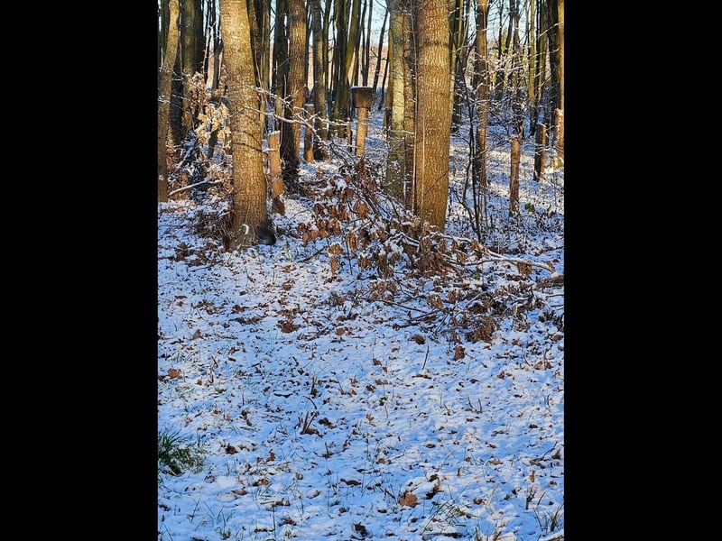Caroline Bedford took this photograph of a family of squirrels enjoying the snow in Grange Wood, Boston. Two are located in front of the tree on the left.