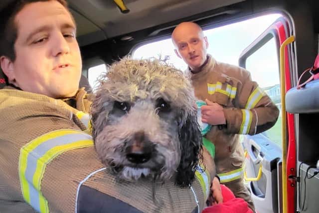 Benji safe in the arms of a firefighter after his rescue.