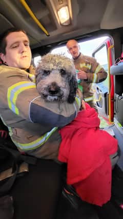 Benji safe in the arms of a firefighter after his rescue.