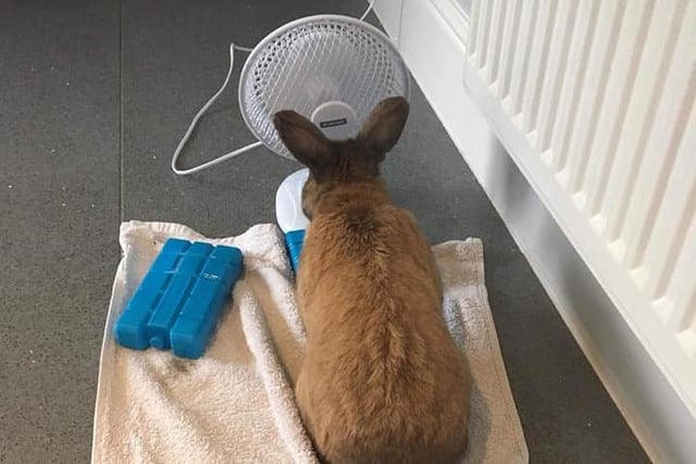 A customer enjoying the service at the bunny cooling station ...