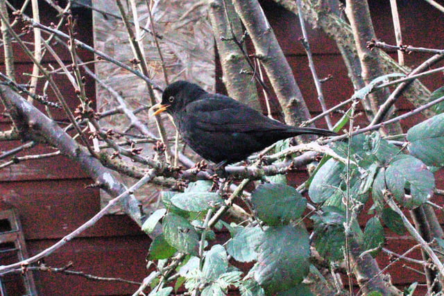 ​Lynda Blackshaw spotted this blackbird in her garden during the recent Big Garden Birdwatch 2024.