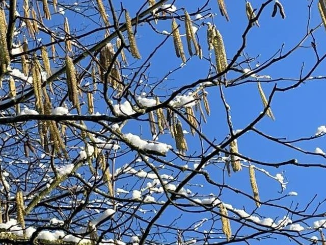 Snow-topped trees by Alison the Gardener.
