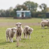 Newborn lambs made the visit more special