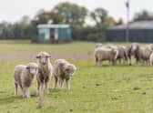Newborn lambs made the visit more special