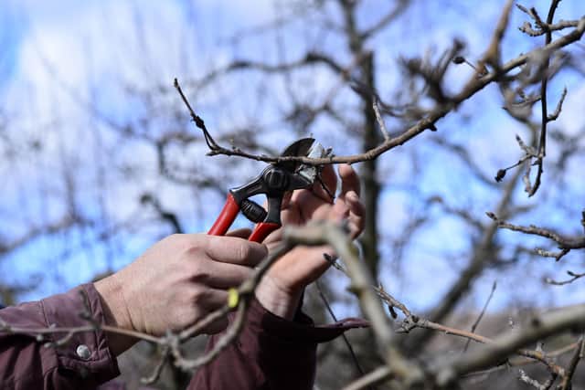 Jack Scott Combes is hoping plans for a community orchard in Wilsford will come to fruition. Stock photo: (Getty Images)