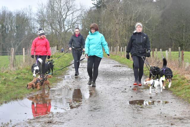 All abilities are welcome to try canicross.