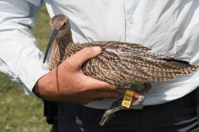 St George's Academy students have helped to name the curlews collected and bred from local RAF airfields.