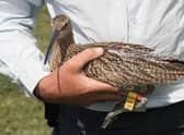 St George's Academy students have helped to name the curlews collected and bred from local RAF airfields.