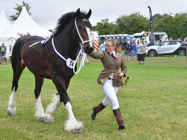 Heavy Horse judging
