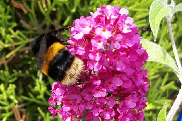 Diana Wood of Gateford snapped this picture perfect close-up of a bee collecting pollen from a buddleia.