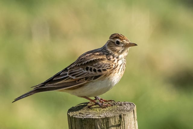 Andy Gregory took this lovely close-up shot of a skylark taking it easy of a fence post.