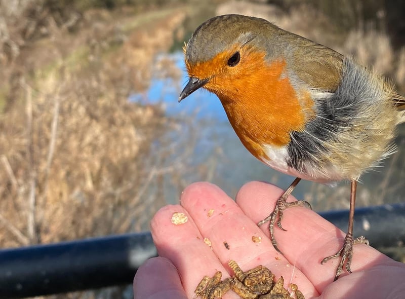 David Hodgkinson snapped this incredible close-up of a tame robin eating from the palm of his hand.