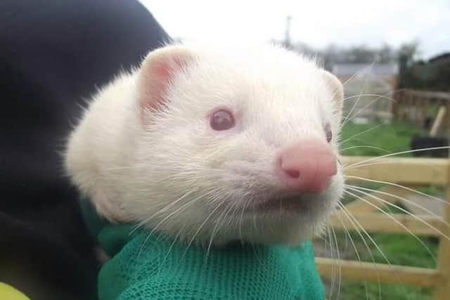 One of the stars of the care farm open day.