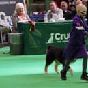 Freya Harris placed second alongside her beloved puppy Echo at Crufts.