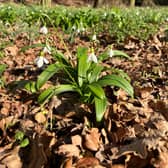 Snowdrops inside the dedicated area at Whisby Nature Park during the event last year.