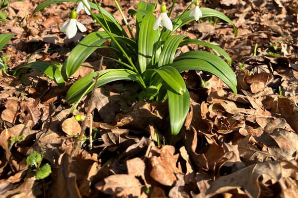 Snowdrops inside the dedicated area at Whisby Nature Park during the event last year.