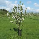 Community coronation orchard plans in South Kesteven.