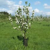 Community coronation orchard plans in South Kesteven.