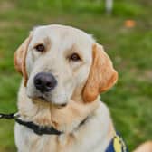 A guide dog puppy.
