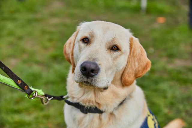 A guide dog puppy.