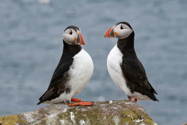 A pair of puffins on the Farne Islands. Picture: Nick Upton & National Trust Images