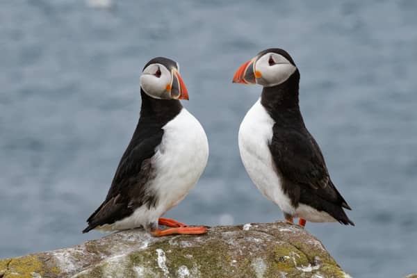 Beautiful scenes show first puffins return to Northumberland's Farne Islands.