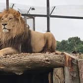 The popular Wolds Wildlife Park in Horncastle is home to a number of animals, including lions.