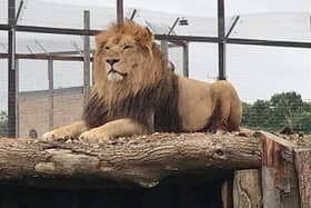 The popular Wolds Wildlife Park in Horncastle is home to a number of animals, including lions.