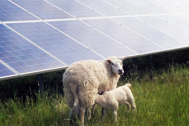 Sheep grazing is a suggested agricultural use for the land around the solar panels in the Beacon Fen project. Photo: Low Carbon