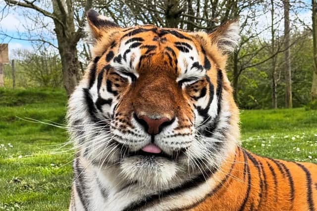 Dehra has been described as one of the happiest tigers at Lincolnshire Wildlife Park, which has been left devastated by her death.