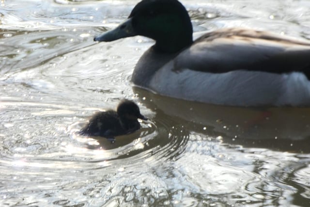 Lynda Blackshaw was in the right place at the right time to spot this mallard and duckling at Tickhill Millpond.