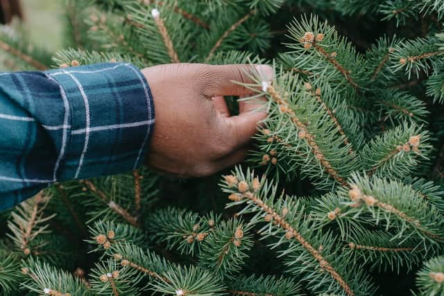 Real trees are the perfect choice as they are recyclable. Pot grown ones can be replanted.