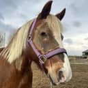Ginge has adapted quite well to life with one eye following his surgery