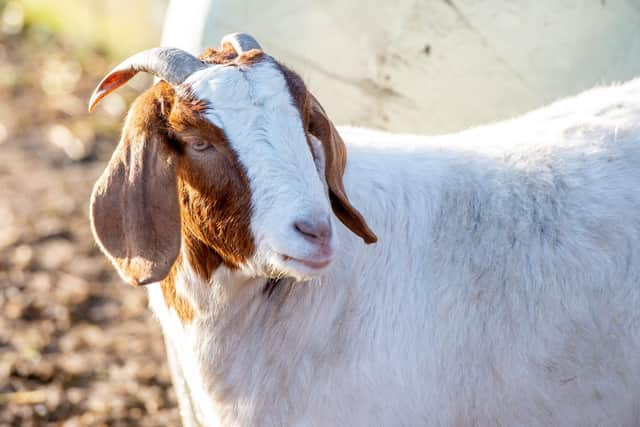 Greta the resident goat.