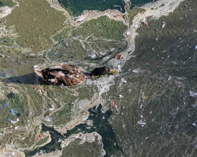 A duck in blue algae in the eco lake in Skegness.