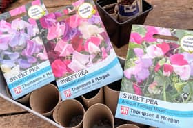 There are many variety of sweet peas.