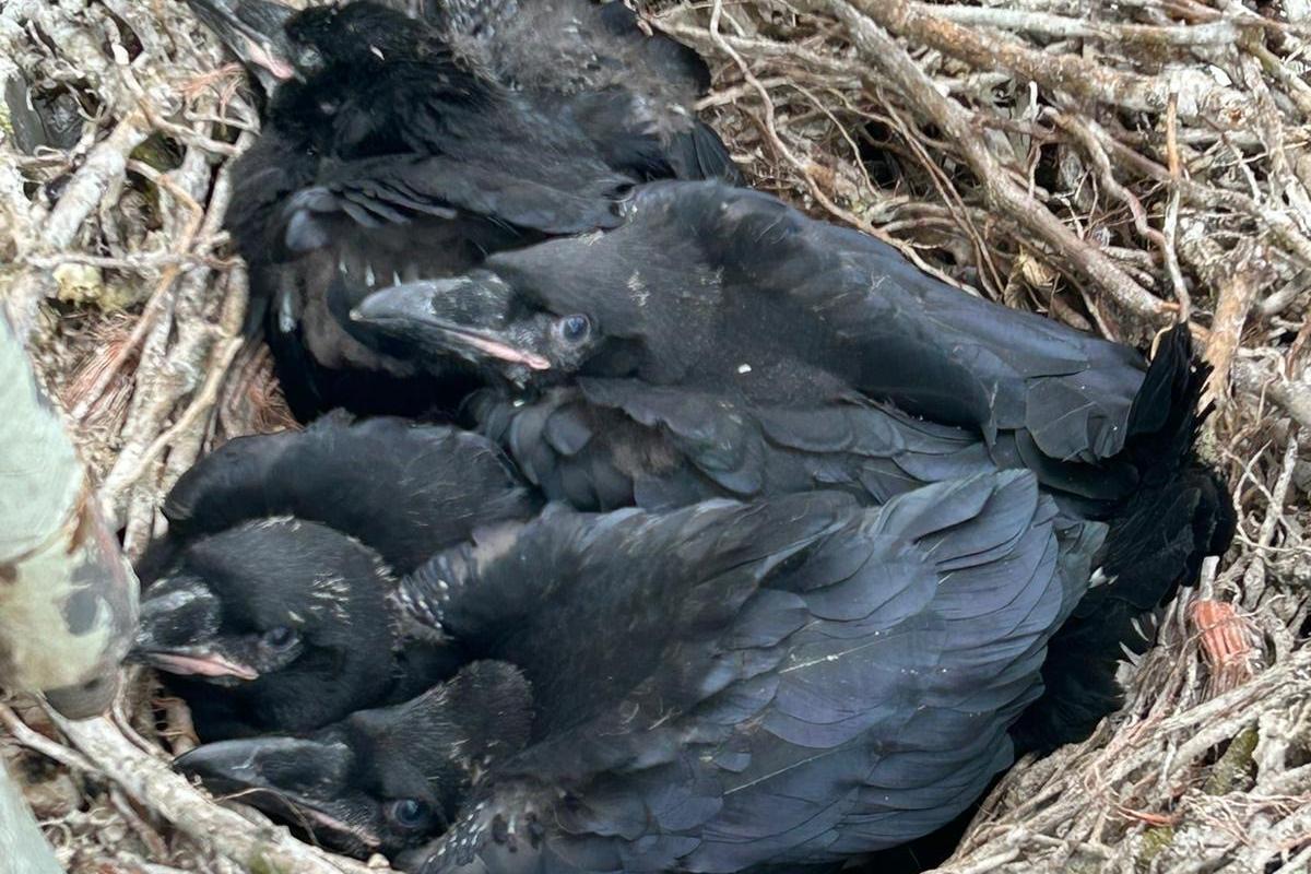 Ravens tune in to new roosting sites on communications mast