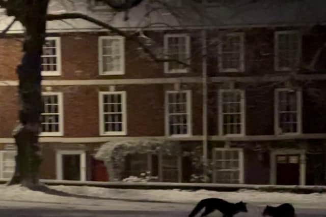 Foxes playing in the snow in the grounds of Lincoln Cathedral. Photo: Andrew Scott / SWNS
