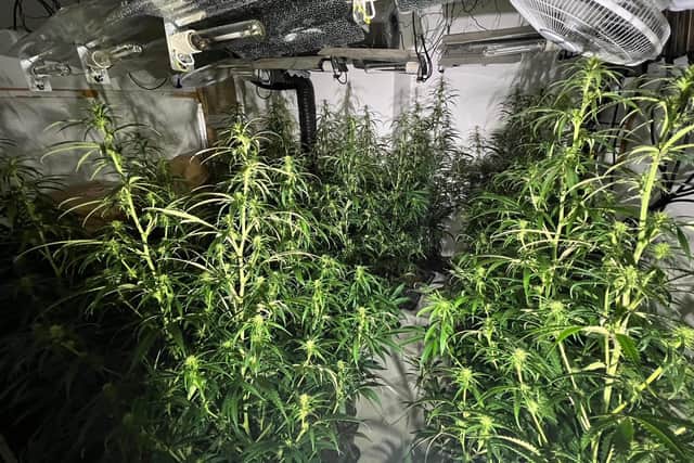 More than 200 cannabis plants have been found at a property in Gainsborough