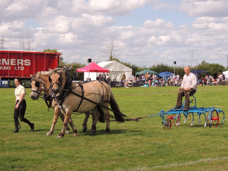 The working horse turn-outs in the main ring.
