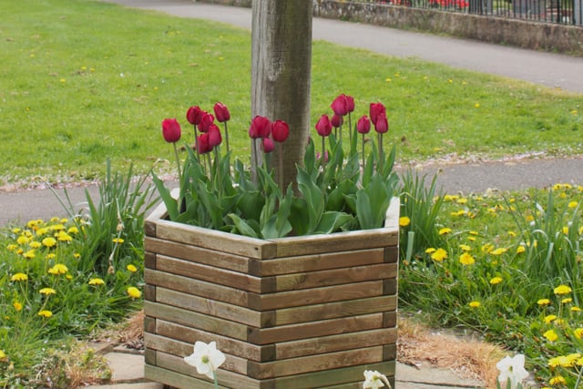 Tulips at the base of the Fulbeck village sign. Fu;beck Hall in the village was used as the headquarters for the airborne troops based locally. Photo: SKDC